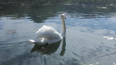 Beyaz kuğu zarif bir şekilde Fimon Gölü 'nün sakin sularında süzülür, zarafetini ve güzelliğini İtalyan manzarasına karşı sergiler.