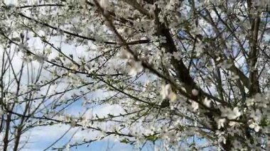 Mavi gökyüzüne karşı kiraz ağacı dallarında açan beyaz çiçekler güzel doğal bir manzara yaratır.