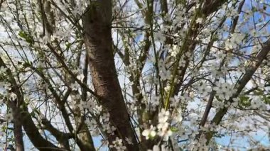 Narin beyaz kiraz çiçekleri ağaçların dallarında sallanıyor. Yumuşak mavi gökyüzüne doğru süzülüyor. Huzurlu bahar sabahı.