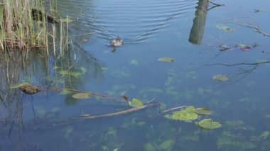 İtalya 'daki Fimon Gölü' nün sakin sularında yüzen ve dalan bir yaban ördeğinin huzurlu görüntüleri.