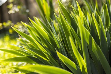 Canlı yeşil yapraklar güneş ışığında güneşlenir, yemyeşil, doğal bir zemin oluşturur. Çevreye duyarlı projeler için mükemmel.