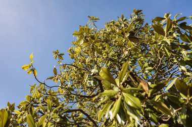 Parlak yeşil yaprakları olan manolya ağacı dalları canlı mavi gökyüzüne doğru uzanıyor ve sakin bir doğa sahnesi yaratıyor.