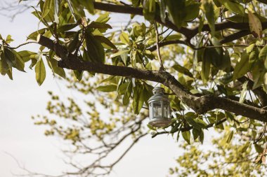 Manolya ağacının dalından sarkan beyaz metal bir feneri aydınlatan güneş ışığı, dışarıda huzurlu bir manzara yaratıyor.