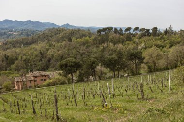 Floransa, İtalya yakınlarındaki Toskana kırsalındaki sarp tepeleri kaplayan üzüm bağlarını gösteren manzara.