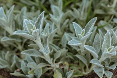Güneş ışığında parlayan gümüşten yapılmış ragwort yapraklarının yakın çekimi eşsiz dokusunu ve rengini bir bahçe ortamında sergiliyor.