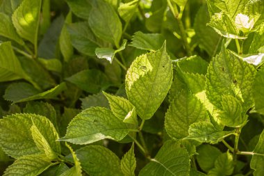 Güneş ışığı, bir ortanca bitkisinin parlak yeşil yapraklarından süzülerek doğanın güzelliğini canlı bir şekilde gösterir.