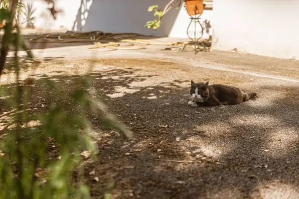 Kara kaplı kedi, yaz sıcağından kaçarken ağaçların serin gölgesinin tadını çıkararak yerde huzur içinde dinleniyor.