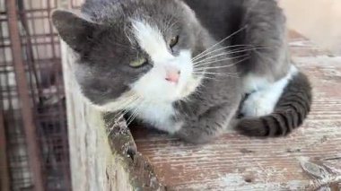 Gri ve beyaz evcil kedi huzur içinde dinlenirken insan elinden nazikçe okşanıyor, sakin bir dostluk ve hassas bir bağ sergiliyor.