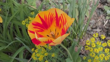 Canlı bir çift renkli lale çiçeğinin yakın plan fotoğrafı, yeşil yaprakların arasında kırmızı ve sarı taç yapraklarını sergiliyor.