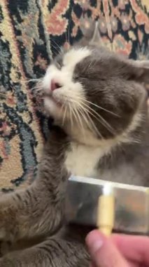 Pers halısında otururken yumuşacık gri ve beyaz kedi kürkünü fırçalayan nazik sahibi, evcil hayvan bakımı ve bağlanma anı sergiliyor.