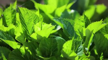 Sıcak güneş ışığı altında parlayan yeşil yapraklar karmaşık yaprak dokularını ve doğal botanik güzelliğinin canlı yeşil renklerini ortaya çıkarıyor.