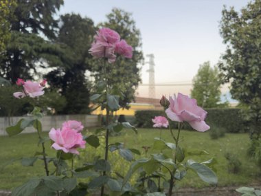 Bahçede açan pembe güller ve arka planda yeşil çimenler ve güzel bir günbatımı boyunca ağaçlar.