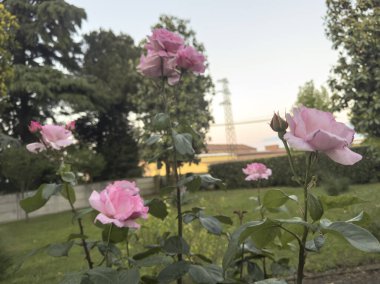 Çiçek açan pembe güller, yumuşak bulanık ağaçlarla ve çarpıcı bir günbatımı gökyüzüyle çevrili canlı bir bahçeyi doldurarak romantik bir atmosfer yaratıyor.