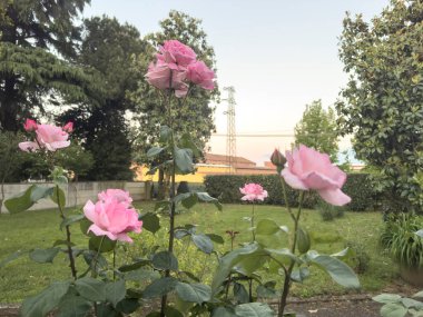 Bahçede açan pembe güller yeşil çimenler, ağaçlar ve arka planda güzel bir günbatımında bir duvar.