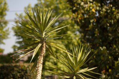 Yukka bitkilerinin yakın çekimi bir bahçede yeşeriyor, dikenli yapraklar yukarıya uzanıyor, parlak bir yaz gününün sıcak güneşinde ıslanıyor.