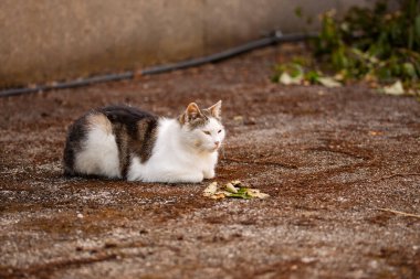İki renkli kedi, bir arka bahçede huzur içinde uzanıyor. Doğanın güzelliği arasında huzur dolu bir anın tadını çıkarıyor.