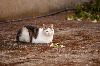 Beyaz ve kahverengi kedi bir bahçede yerde uzanıyor, ılık güneş ışığı altında huzurlu bir anın tadını çıkarıyor.