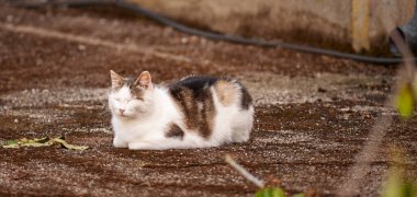 Beyaz ve kahverengi kedi yerde huzur içinde dinleniyor, güneşin sıcaklığını emiyor ve doğada huzurlu bir anın tadını çıkarıyor.