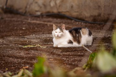 Beyaz ve kahverengi kedi bahçenin zemininde huzur içinde uzanıyor, güneşin sıcaklığını emiyor ve huzurlu bir anın tadını çıkarıyor.