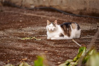 Beyaz ve kahverengi kedi gözleri kapalı yerde huzur içinde dinleniyor, dışarıda bir dakikalık sükunetin tadını çıkarıyor.