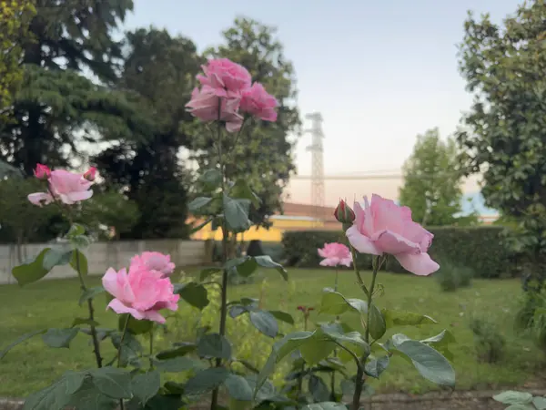 Bahçede açan pembe güller ve arka planda yeşil çimenler ve güzel bir günbatımı boyunca ağaçlar.