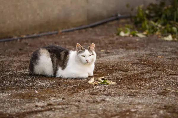 Beyaz ve kahverengi kedi bir bahçede yerde uzanıyor, ılık güneş ışığı altında huzurlu bir anın tadını çıkarıyor.
