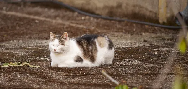 Beyaz ve kahverengi kedi yerde huzur içinde dinleniyor, güneşin sıcaklığını emiyor ve doğada huzurlu bir anın tadını çıkarıyor.
