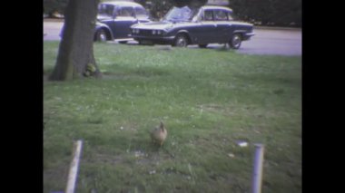 Londra, Birleşik Krallık Mayıs 1973, Ördeklerin parkta yürüyüşünün klasik görüntüleri.