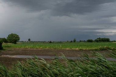 Rüzgarda sallanan yeşil çimenler ekili bir tarlayı doldururken, tepemizde şiddetli bir fırtına beliriyor, yaklaşan yağmuru işaret ediyor.