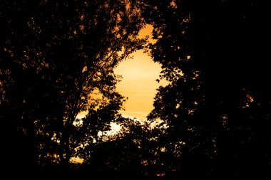 Göz kamaştırıcı altın bir günbatımı gökyüzünü çerçeveleyen orman örtüsü, akşam ışığının canlı renklerini vurgulayarak doğal bir pencere efekti yaratır.