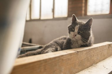 Gri ve beyaz kedi, tozlu ve terk edilmiş bir binada, ahşap bir tahtanın üzerinde uzanıyor, yalnızlığın tadını çıkarıyor.