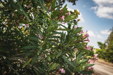 Çalının üzerinde açan narin pembe zakkum çiçeklerini kapat, mavi gökyüzüne karşı güneş ışığıyla aydınlat.