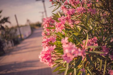 Pembe zakkum çiçeklerinin kapanışı Chioggia, İtalya 'da yol kenarında gelişiyor, altın saat güneş ışığının sıcacık parıltısıyla banyo yapıyor.