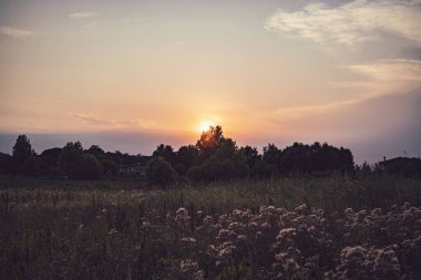 Güneş ağaçların arkasında batarken kır çiçekleri ön planda çiçek açıyor ve alacakaranlıkta huzurlu bir kırsal alan oluşturuyor.
