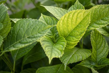 Ortanca çalılığında yetişen canlı yeşil yapraklar yazın yemyeşil yapraklarının özünü yakalıyor.