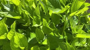 Yeşil yapraklar parlak güneş ışığını yakalıyor, karmaşık yaprak dokusunu ve doğal bahçe arka planına karşı canlı botanik detaylarını ortaya çıkarıyor.