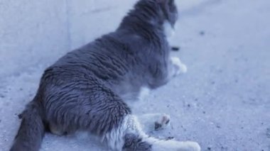 Gri ve beyaz evcil kediler sokak aralarında dolaşıyorlar, doğal kedi davranışları sergiliyorlar ve beton yüzeyler ve sokak çevresi boyunca ilginç hareketler sergiliyorlar.