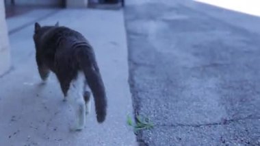Gri ve beyaz evcil kedi, asfalt, beton ve kaygısız adımlarla döşeme arasında serbestçe hareket ederek, çeşitli yüzeylerde güvenle yürüyor.