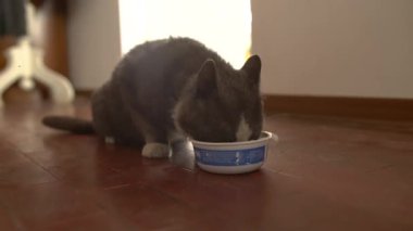 Milan, İtalya 21 Haziran 2025. Gri ve beyaz kedi susuzluğunu gideriyor. Küçük bir kaseden taze suyun tadını çıkarıyor.