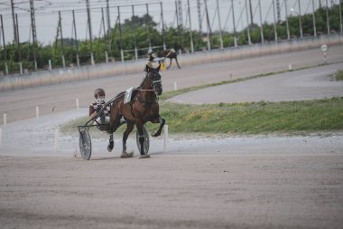 Padua, İtalya 8 Temmuz 2025, bir koşum takımı yarış atı bir sürücüyü yarış pistinde küskün bir şekilde çekiyor, yarış düzeninde hız ve çeviklik sergiliyor.