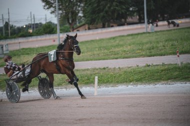 Padua, İtalya, 8 Temmuz 2025, bir koşum takımı yarış atı bir sürücüyü toprak yola çekiyor, sporun hızını ve çevikliğini açık hava ortamında gösteriyor.