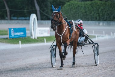Padua, İtalya 8 Temmuz 2025, kahverengi koşumlu yarış atı jokeyle somurtuyor, yemyeşil ve afişlerle çevrili toprak yarış pistinde yarışıyor.