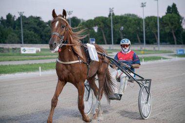 Padua, İtalya 8 Temmuz 2025, koşum takımı yarışında jokeyle yarışan kestane atı