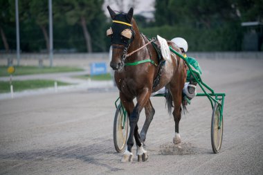Padua, İtalya 8 Temmuz 2025, yarış atı somurtkan bir sürücüyle toprak yolda yarışıyor. At koruyucu giysi ve numaralandırılmış önlük giyiyor.