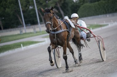 Padua, İtalya 8 Temmuz 2025, bir koşum takımı yarış atı ve sürücüsü toprak pistte yarışıyor, hız ve beceri gösteriyor. Sürücü koruyucu giysiler giyer, ata ustalıkla rehberlik eder.