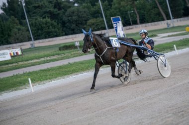 Padua, İtalya 8 Temmuz 2025, jokeyle birlikte kumlu bir pistte koşum takımı, rekabetçi bir ortamda hız ve beceri gösteriyor.