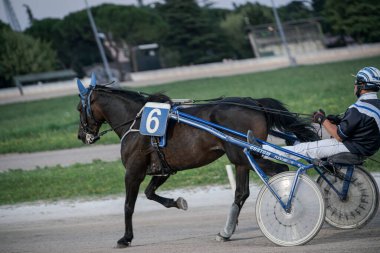 Padua, İtalya 8 Temmuz 2025, yarış atı kir pistinde somurtuyor, açık havada hız ve rekabet gösteriyor.