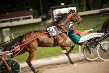 Padua, İtalya 8 Temmuz 2025. Odaklanmış bir jokey ve güçlü bir atla yarış halindeki dinamik sahne binicilik sporunun heyecanını gözler önüne seriyor.