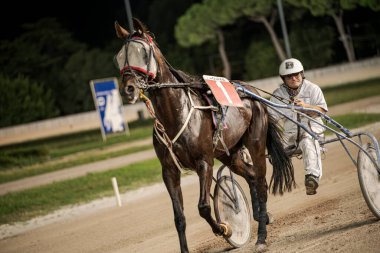 Padua, İtalya 8 Temmuz 2025, bir koşum takımı yarış atı ve sürücüsü toprak yolda, yoğun rekabet ortamında hız ve beceri gösteriyor.