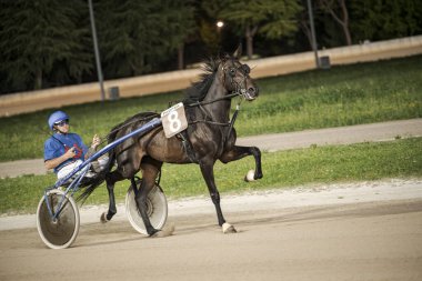 Padua, İtalya 8 Temmuz 2025, hareketli koşum takımı yarış atının dinamik sahnesi, mavi renkli bir jokey tarafından sürülüyor, toprak yolda hız ve çeviklik gösteriyor.